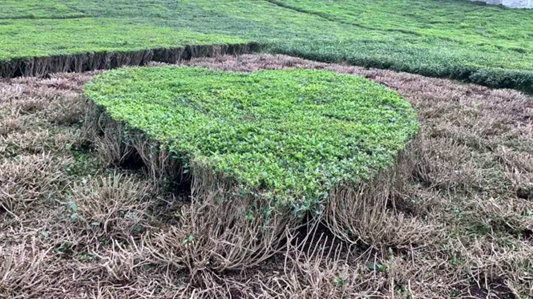 Bahçeyi öyle bir budadı ki eşi gözyaşlarını tutamadı! Sosyal medyada espri bombardımanı yapıldı 1